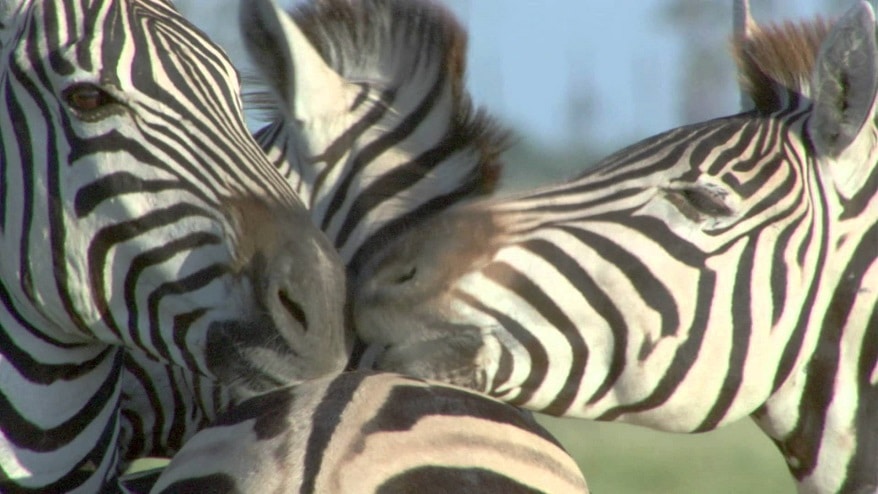 Nature Great Zebra Exodus • Connecticut Public Television 4502