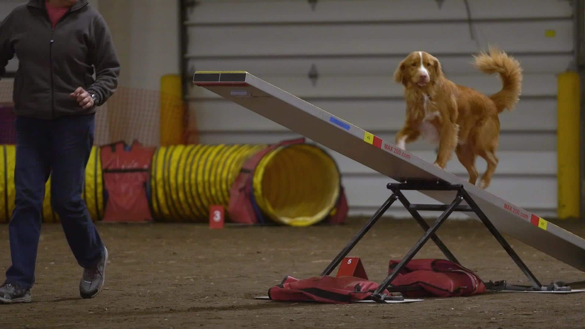 Dog Agility • Connecticut Public Television