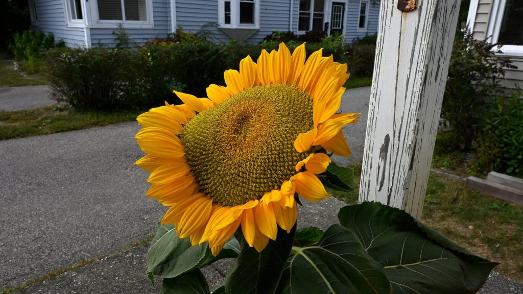 WAT_ep-5_sunflower