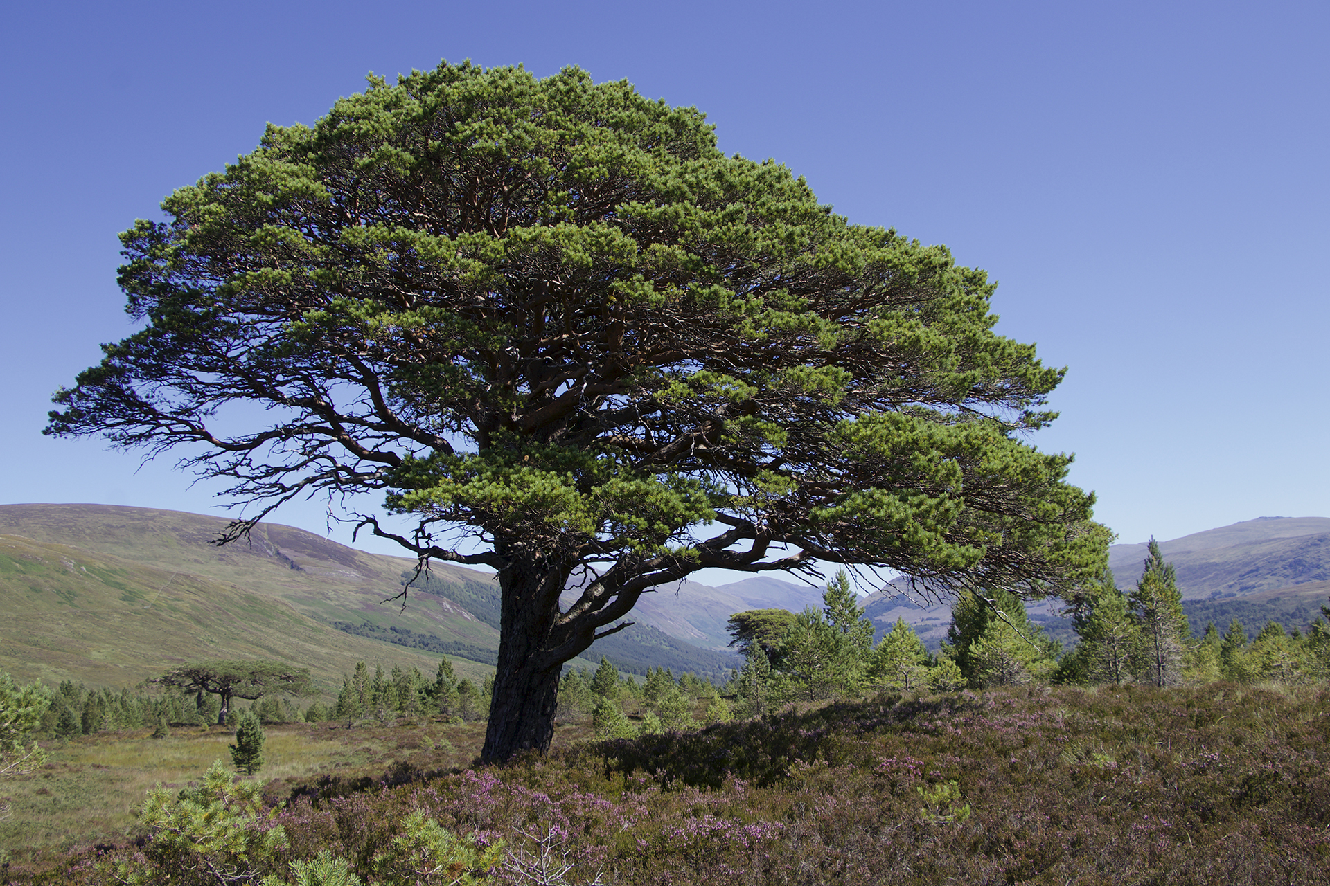 Scots pine in Field