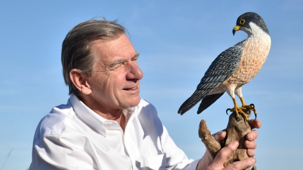 Peter Bowe with Peregrine Falcon