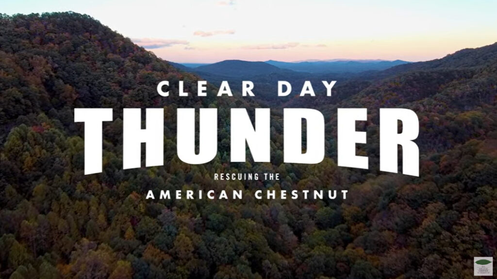 Clear-Day-Thunder